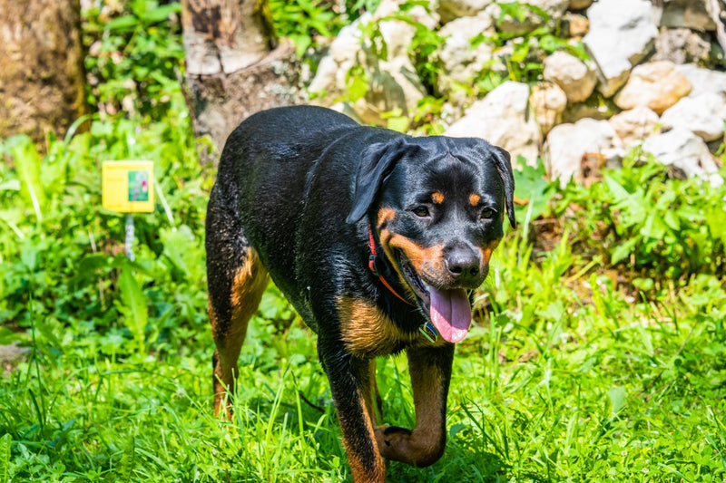 Labrador-Rottweiler-Mix: Größe, Wesen, Recht