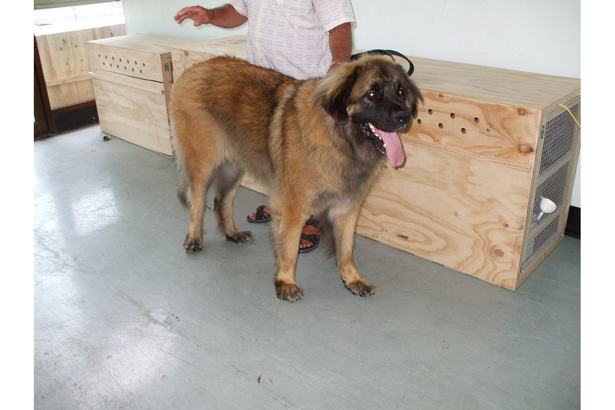 Leonberger: Größe, Wesen und Pflege