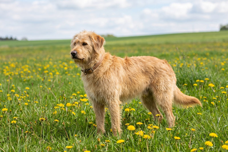Löwenzahn für Hunde: Warum der Herbst zählt