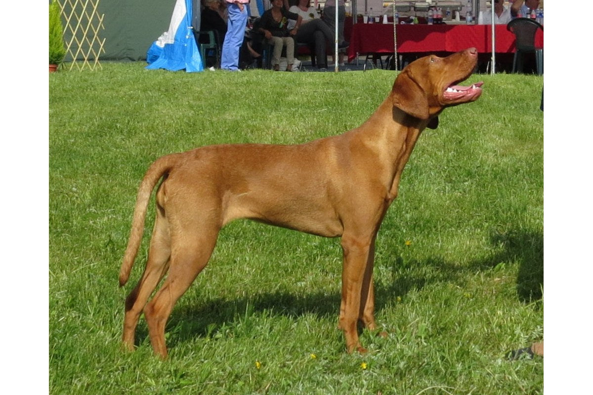 Magyar Vizsla: Größe, Wesen und Haltung