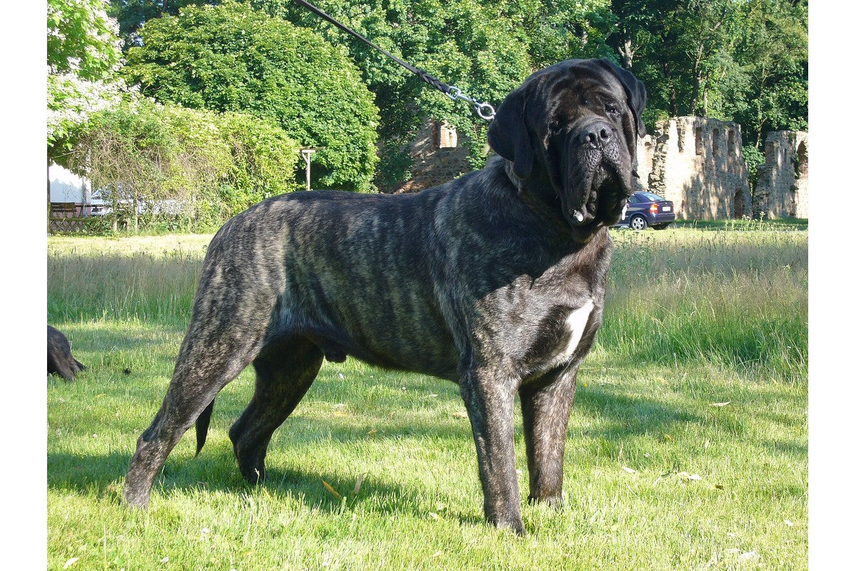 Mastiff: Wesen, Haltung und Bewegungsbedarf