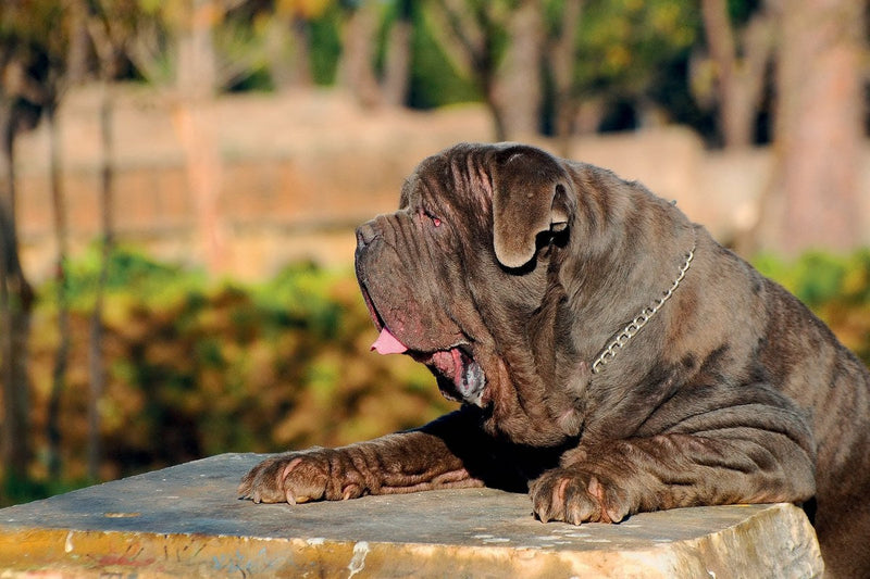 Mastino Napoletano: Größe, Wesen und Haltung