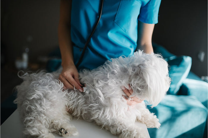 Wacher kleiner Hund wird auf dem Behandlungstisch abgehört