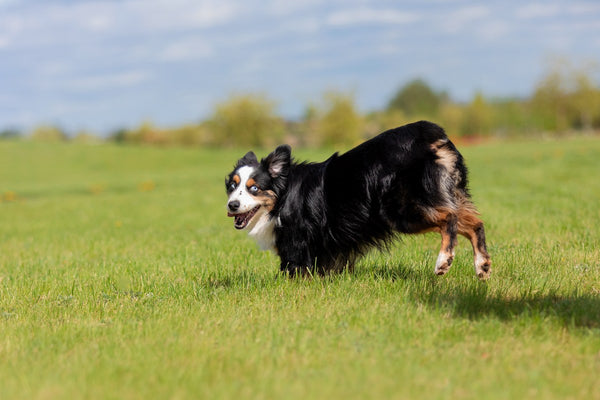 Mini Australian Shepherd: Größe und der richtige Name