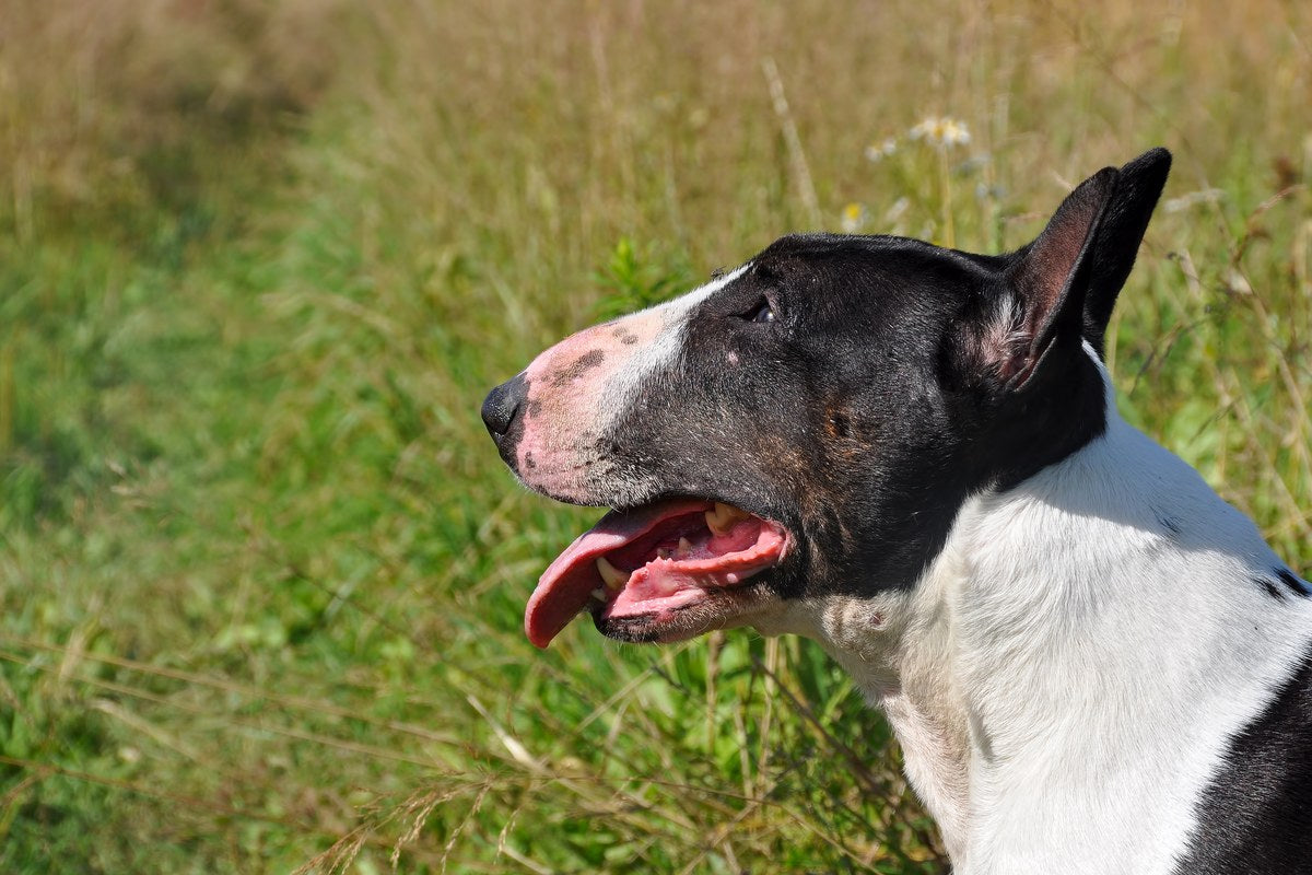 Miniature Bull Terrier: Größe, Wesen und Haltung