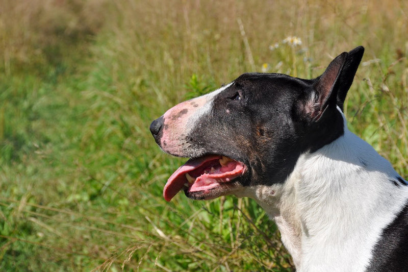 Miniature Bull Terrier: Größe, Wesen und Haltung
