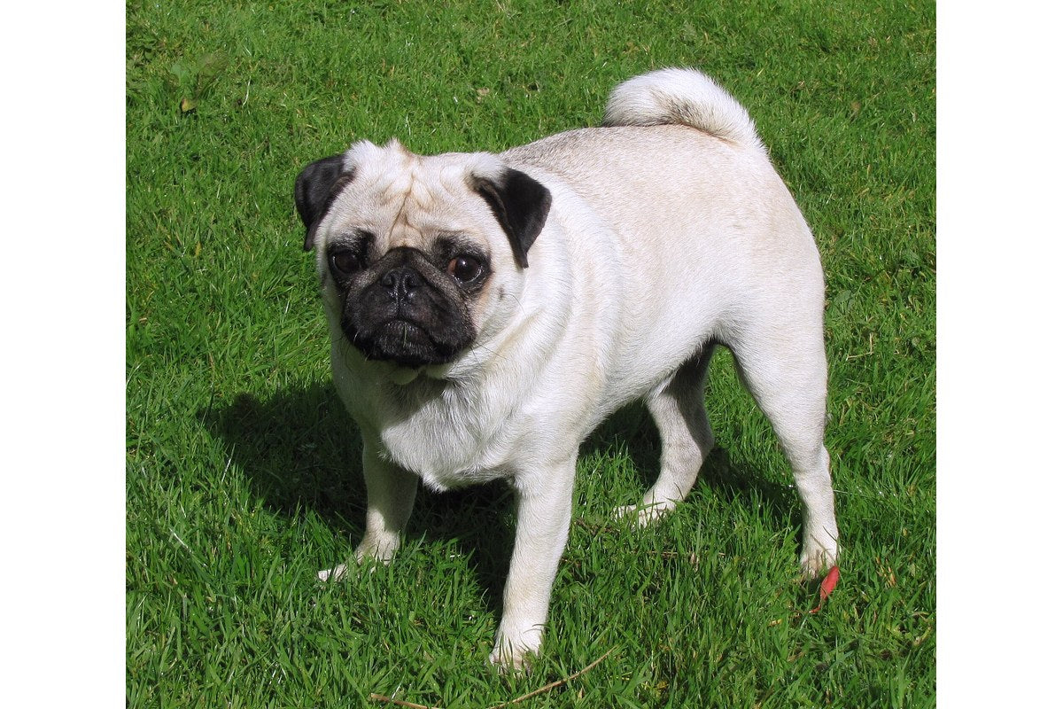 Mops: Gewicht, Farben und Haltung