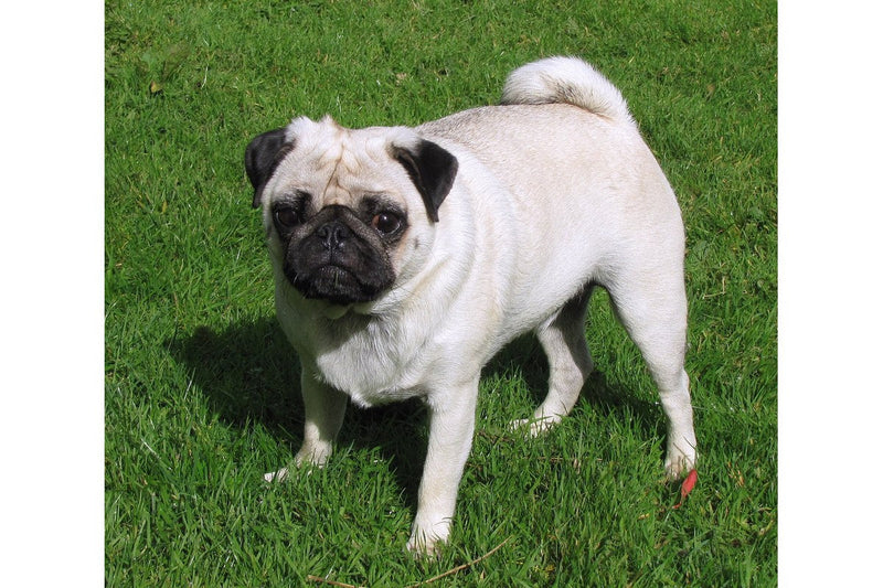 Mops: Gewicht, Farben und Haltung