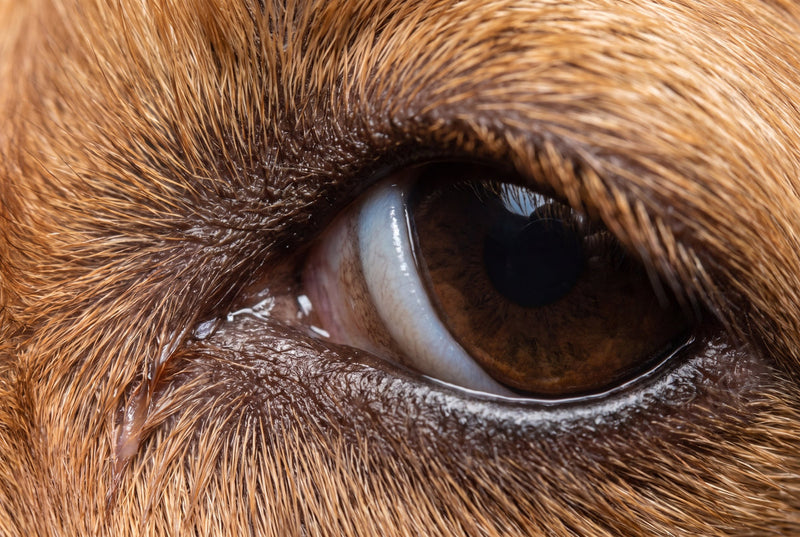 Nickhaut beim Hund: Wann das dritte Lid auffällt