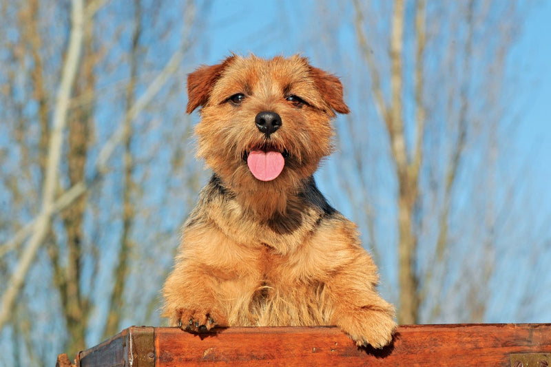 Norfolk Terrier: Größe, Wesen und Erziehung