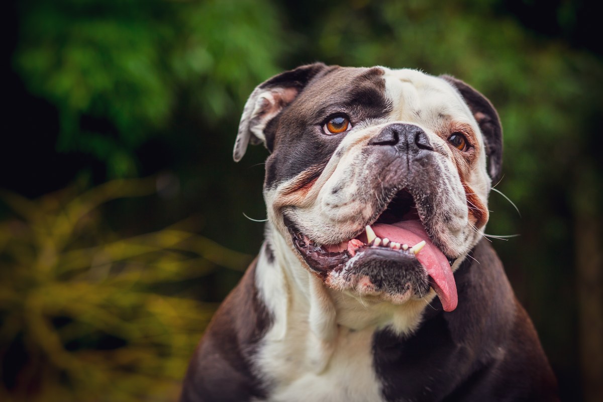 Old English Bulldog: Was vor dem Kauf zählt