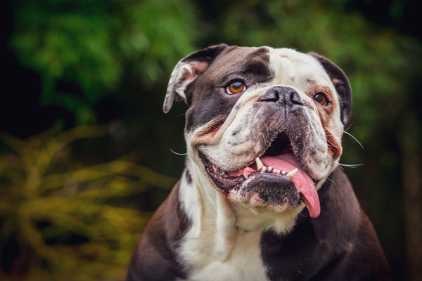Old English Bulldog: Was vor dem Kauf zählt