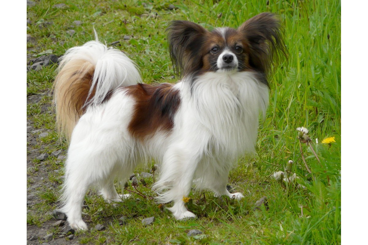 Papillon: Größe, Ohren und Haltung