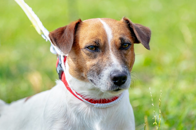 Parson Russell Terrier: Größe, Wesen und Haltung