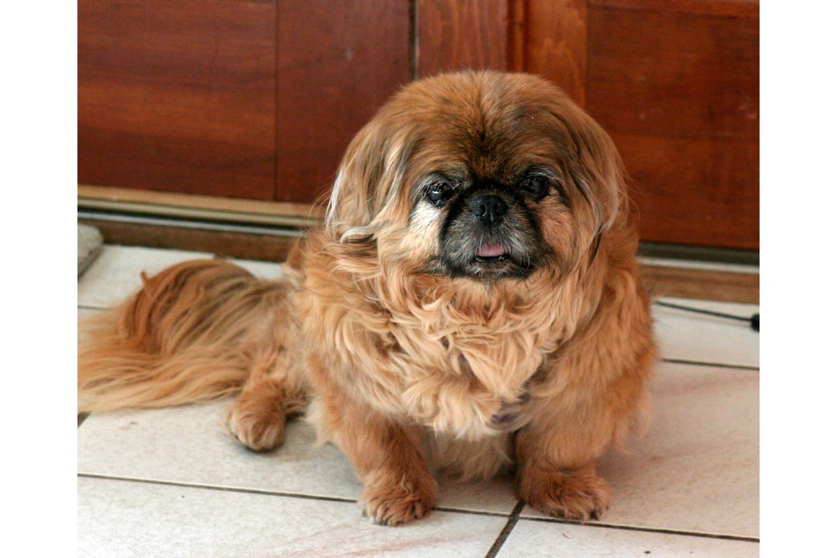 Pekinese: Gewicht, Fell und Herkunft