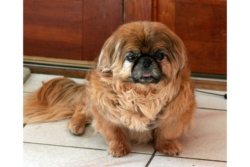 Pekinese: Gewicht, Fell und Herkunft