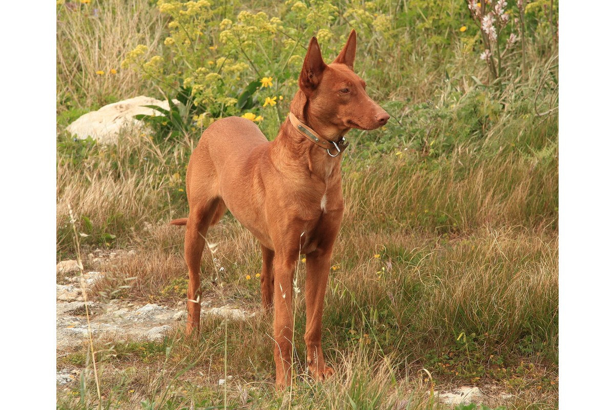Pharaonenhund: Größe, Wesen und Haltung