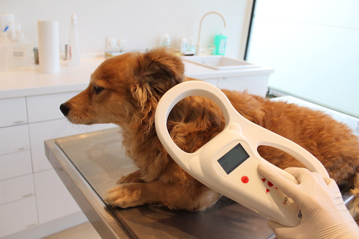 Phen-Pred für Hunde: Phenylbutazon, Prednisolon, Risiken