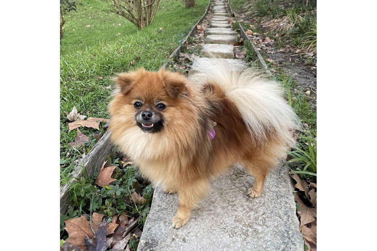 Pomeranian: Größe, Wesen und Pflege