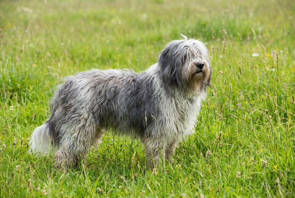 PON Hund: Was hinter der Abkürzung steckt
