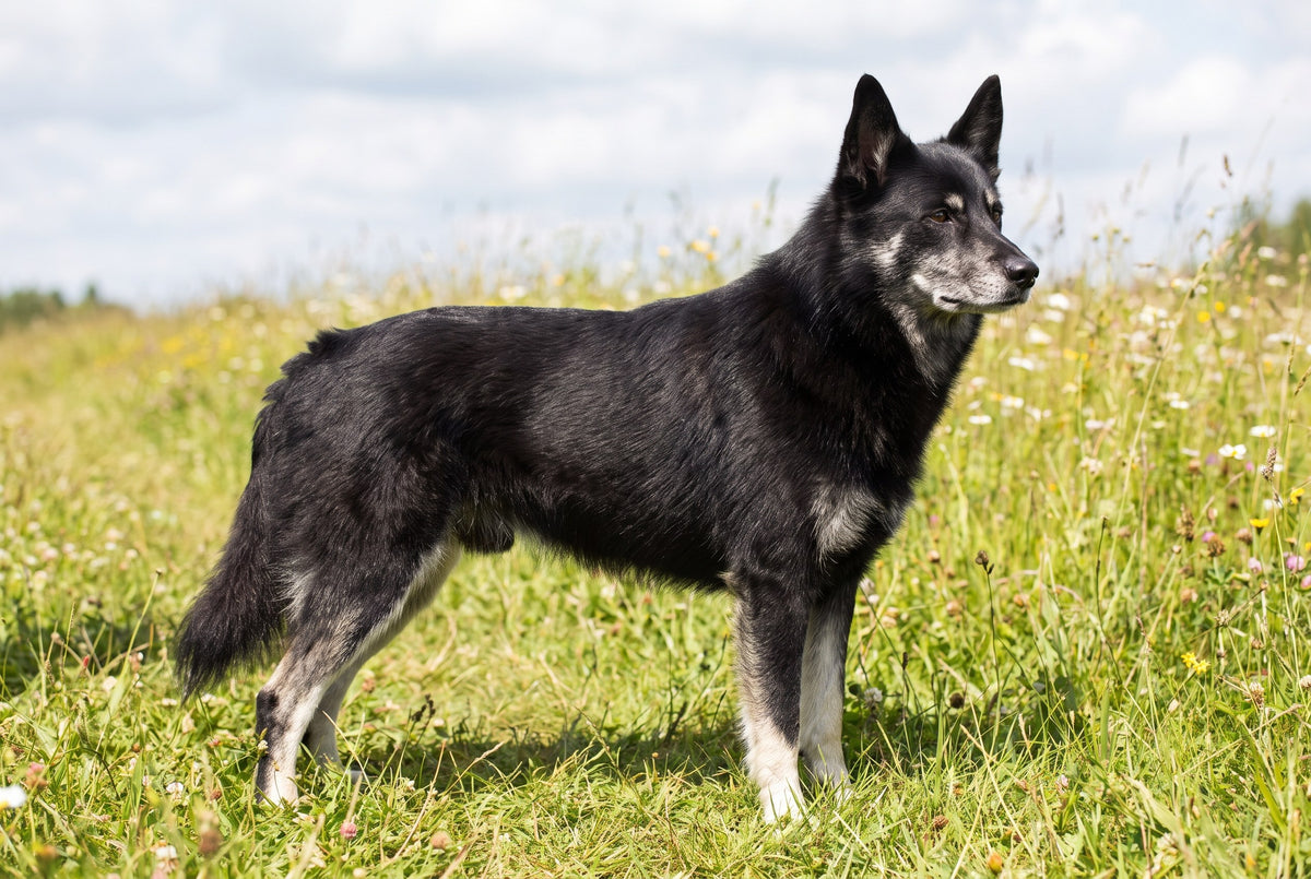 Lappländischer Rentierhund: Größe, Fell und Aufgabe