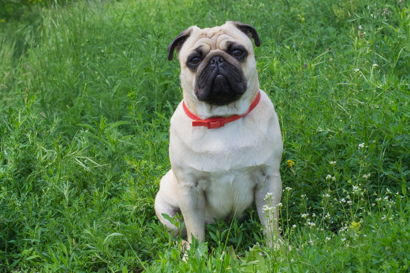 Retro Mops: Was hinter dem Begriff wirklich steckt