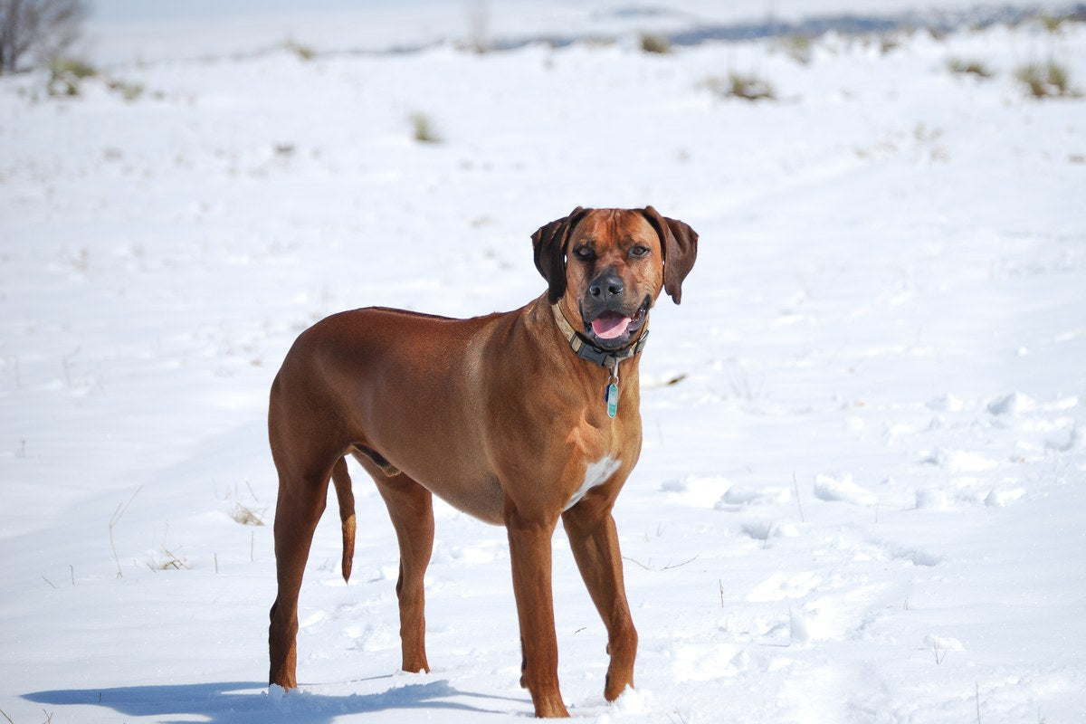 Rhodesian Ridgeback: Wesen, Größe und der Ridge