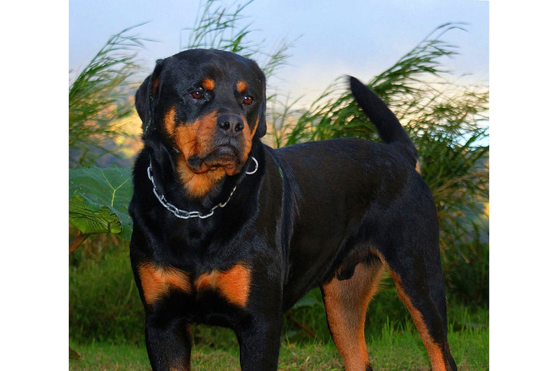 Rottweiler: Größe, Wesen und Ausbildung