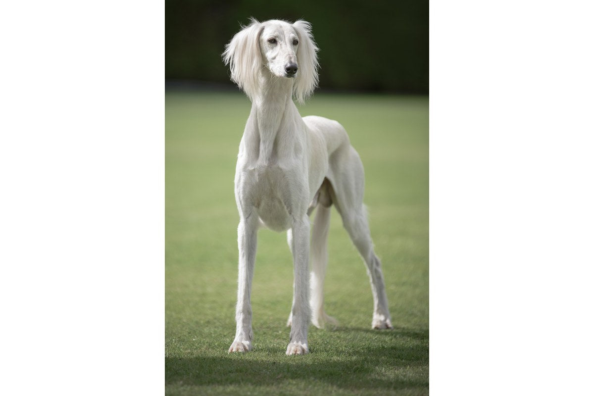 Saluki: Größe, Herkunft und Haltung
