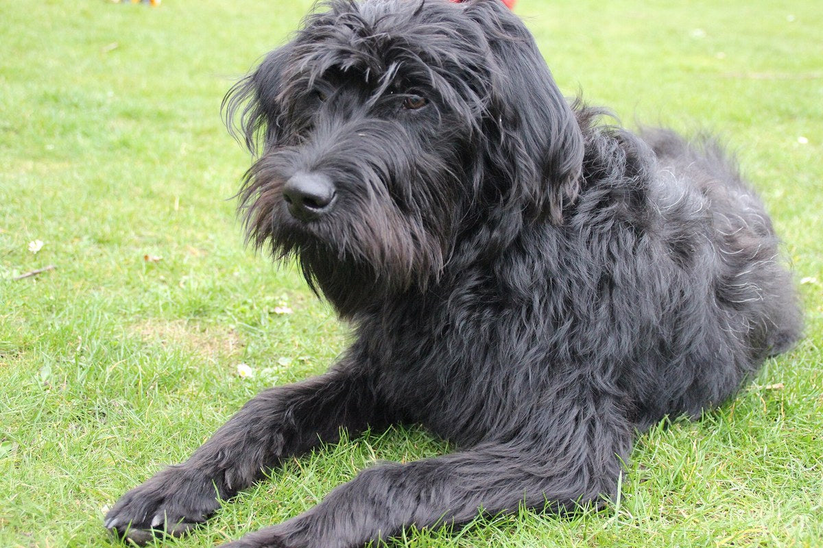 Warum Hunde im Schlaf zucken: Traum oder Anfall?