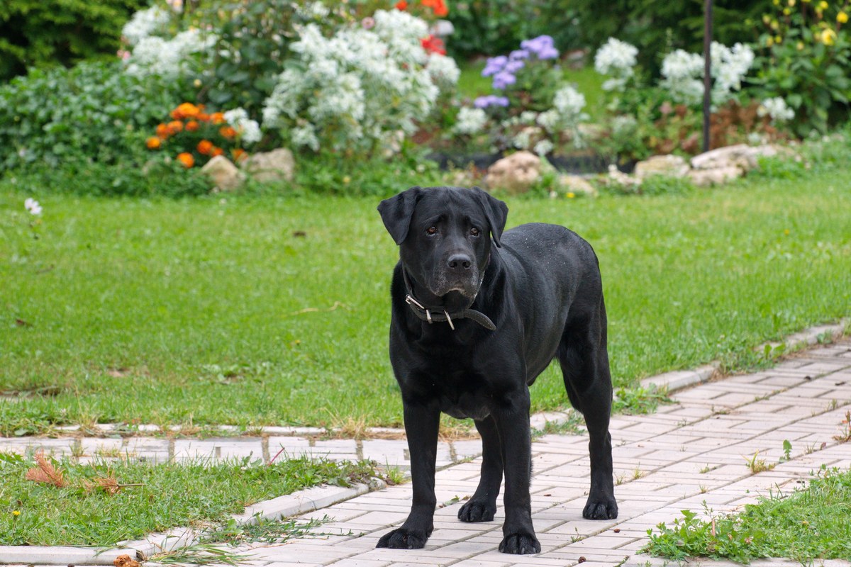 Schwarze Hunderassen: Was die Standards zulassen