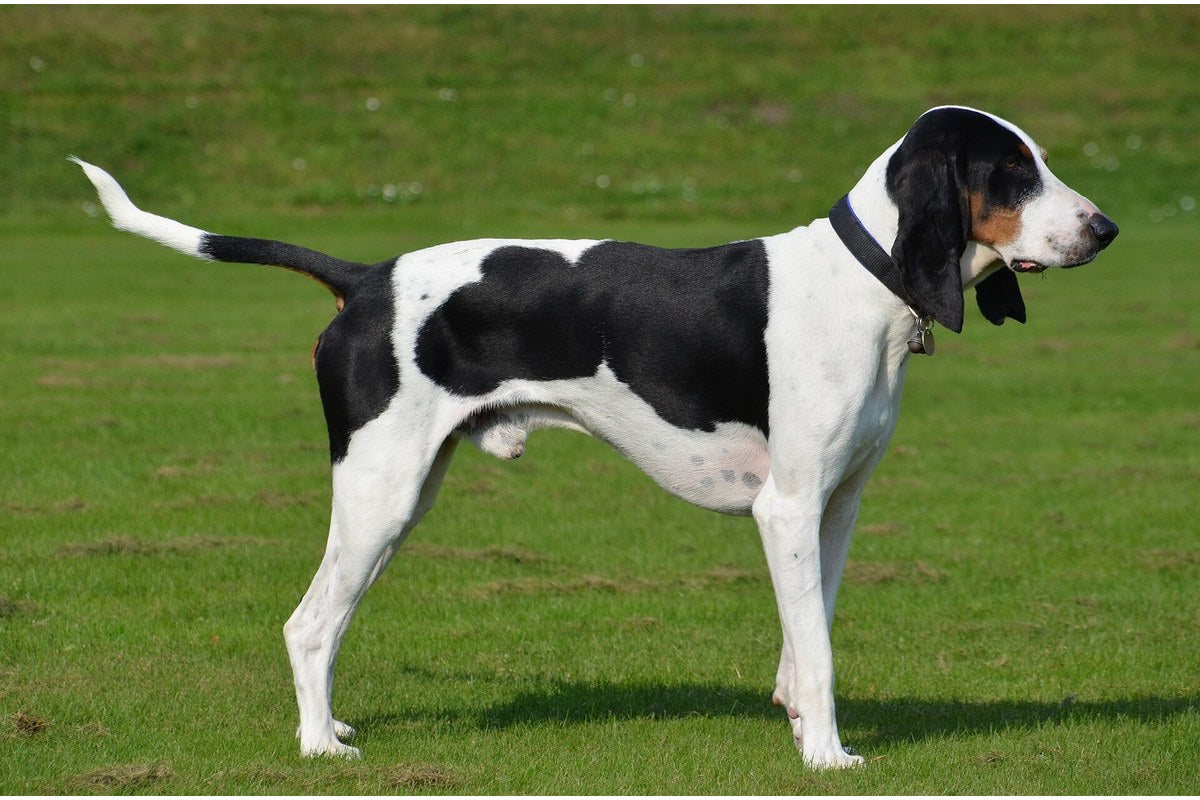 Schweizer Laufhund: Größe und Varietäten