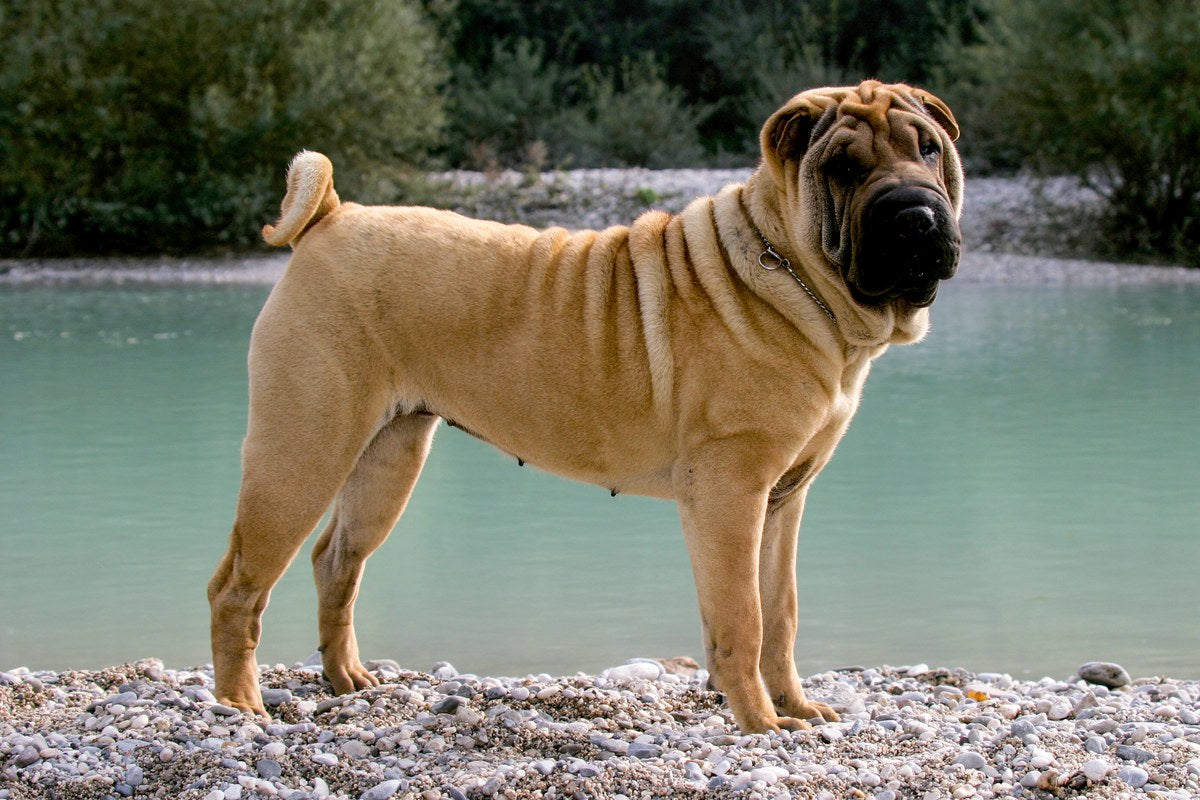 Shar Pei: Wesen, Größe und die Sache mit den Falten