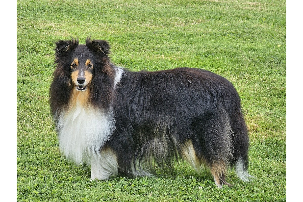 Sheltie: Größe, Wesen und Haltung