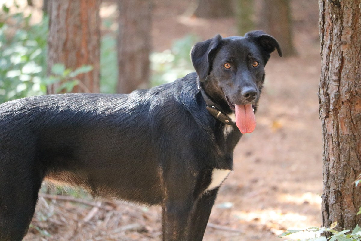 Labrador-Schäferhund-Mix: Was sich belegen lässt