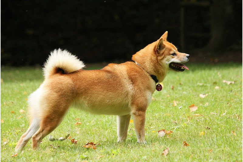 Shiba Inu: Größe, Wesen und Farben