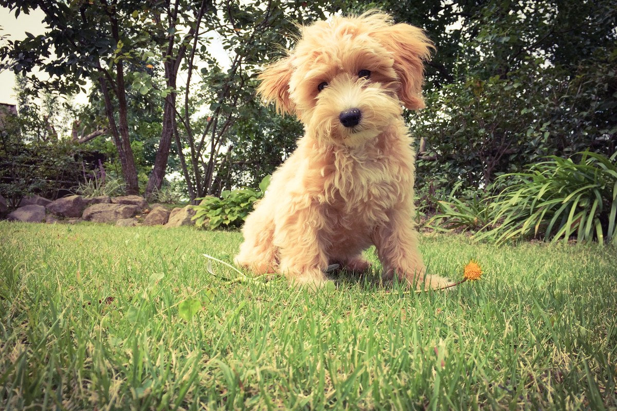 Shih-Poo: Was die Elternrassen hergeben