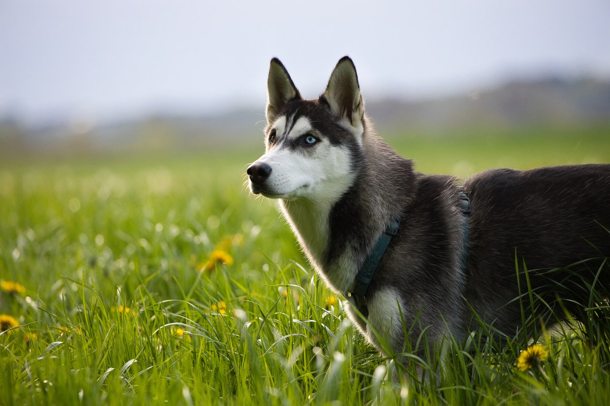 Siberian Husky: Größe, Wesen und Haltung