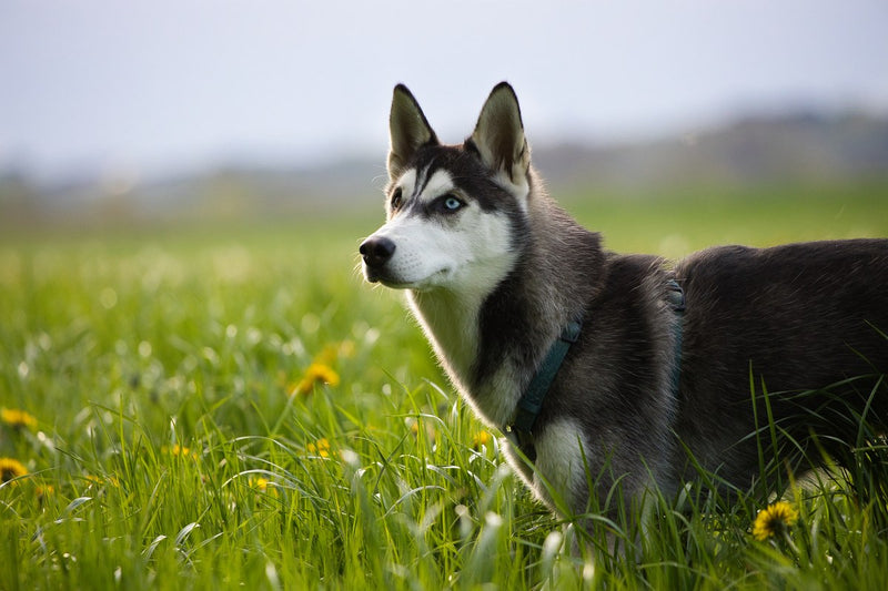 Siberian Husky: Größe, Wesen und Haltung