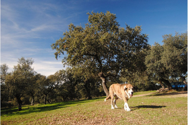 Spanischer Mastiff: Größe, Wesen und Haltung