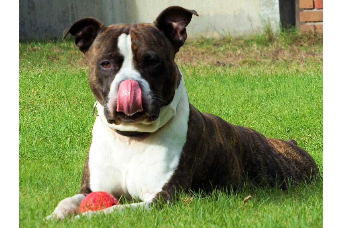 Staffordshire Bullterrier: Größe und Wesen
