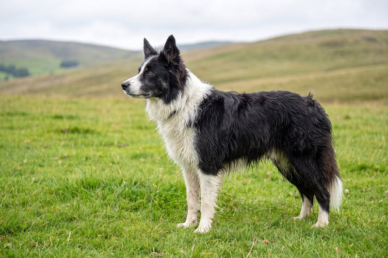 Stronghold beim Hund: Auch für Collies geeignet