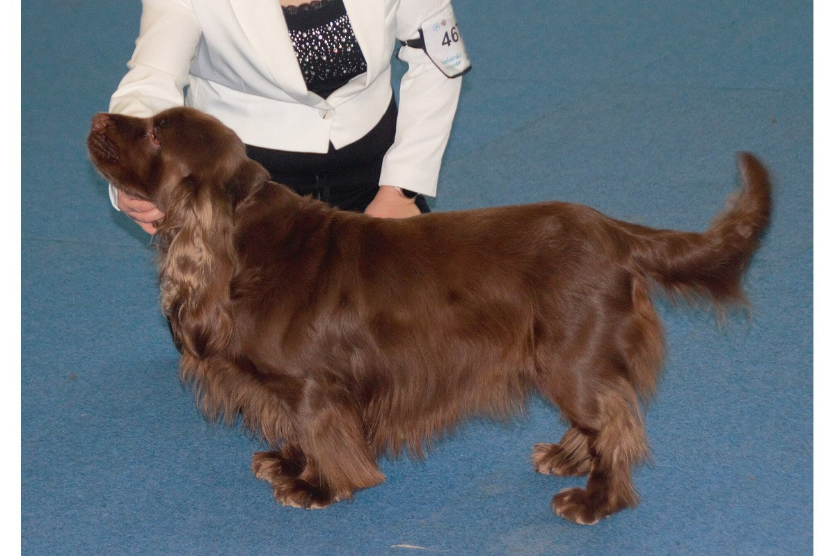 Sussex Spaniel: Größe und Haarkleid