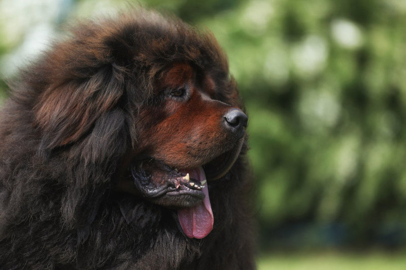 Tibetan Mastiff: Größe, Wesen und Haltung
