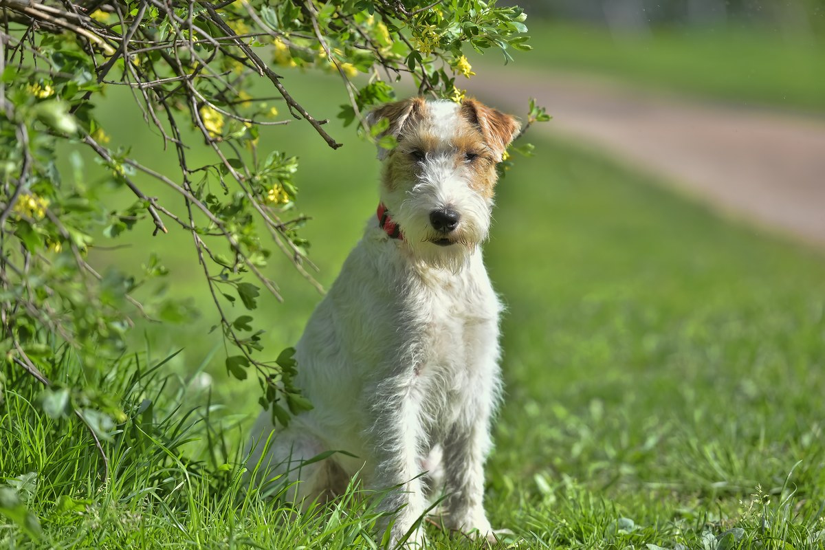 Tim und Struppi: Welche Hunderasse ist Struppi?
