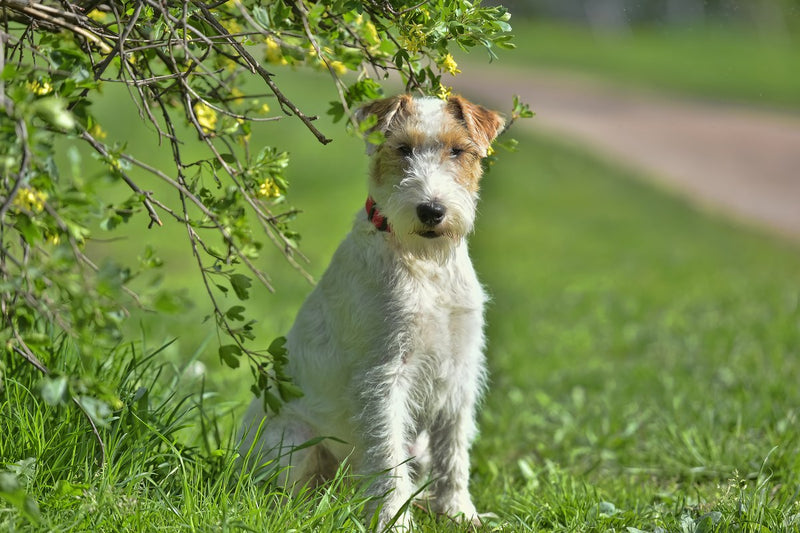 Tim und Struppi: Welche Hunderasse ist Struppi?