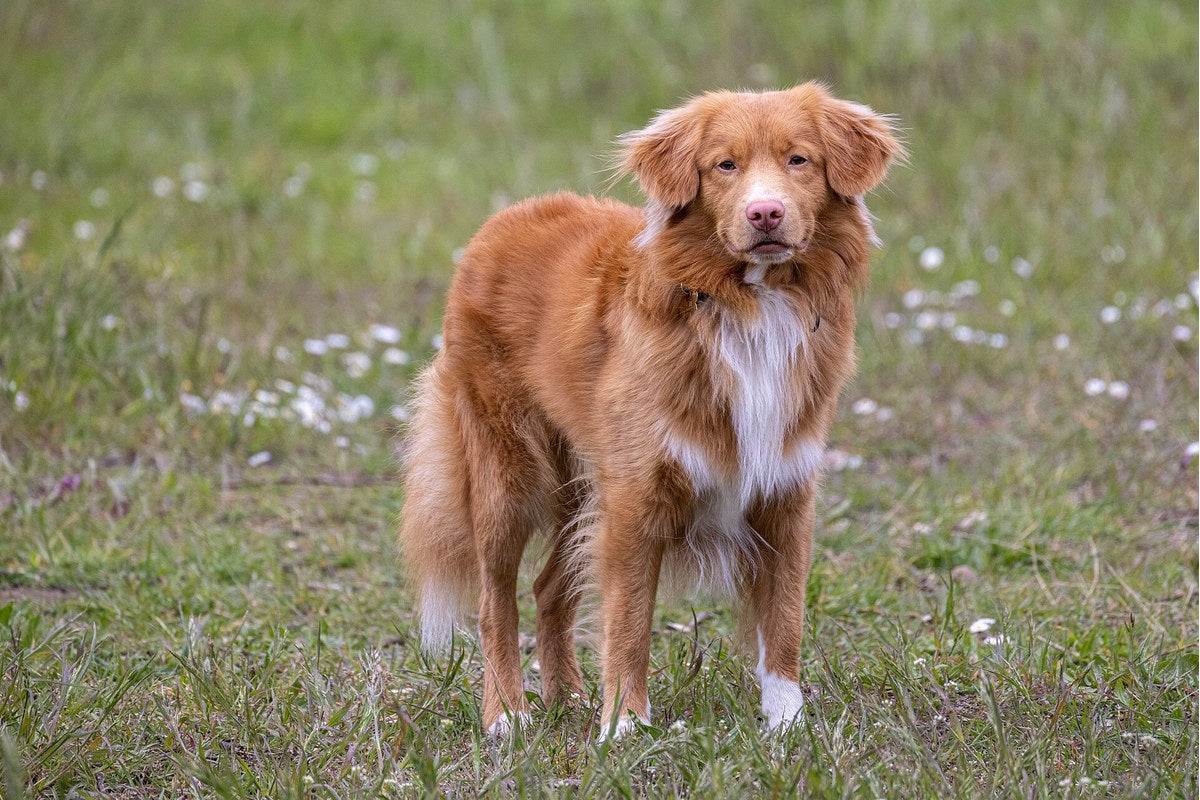 Nova Scotia Duck Tolling Retriever: Größe und Wesen