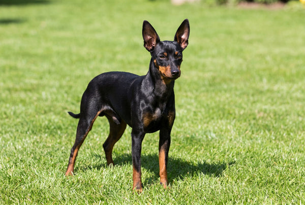 Toy Fox Terrier: Warum ihn die FCI nicht führt