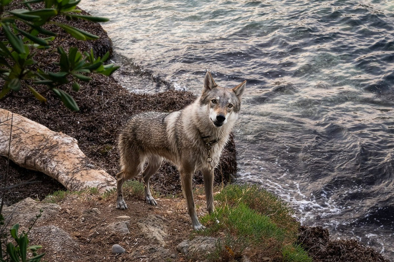 Tschechoslowakischer Wolfshund: Größe, Wesen, Haltung