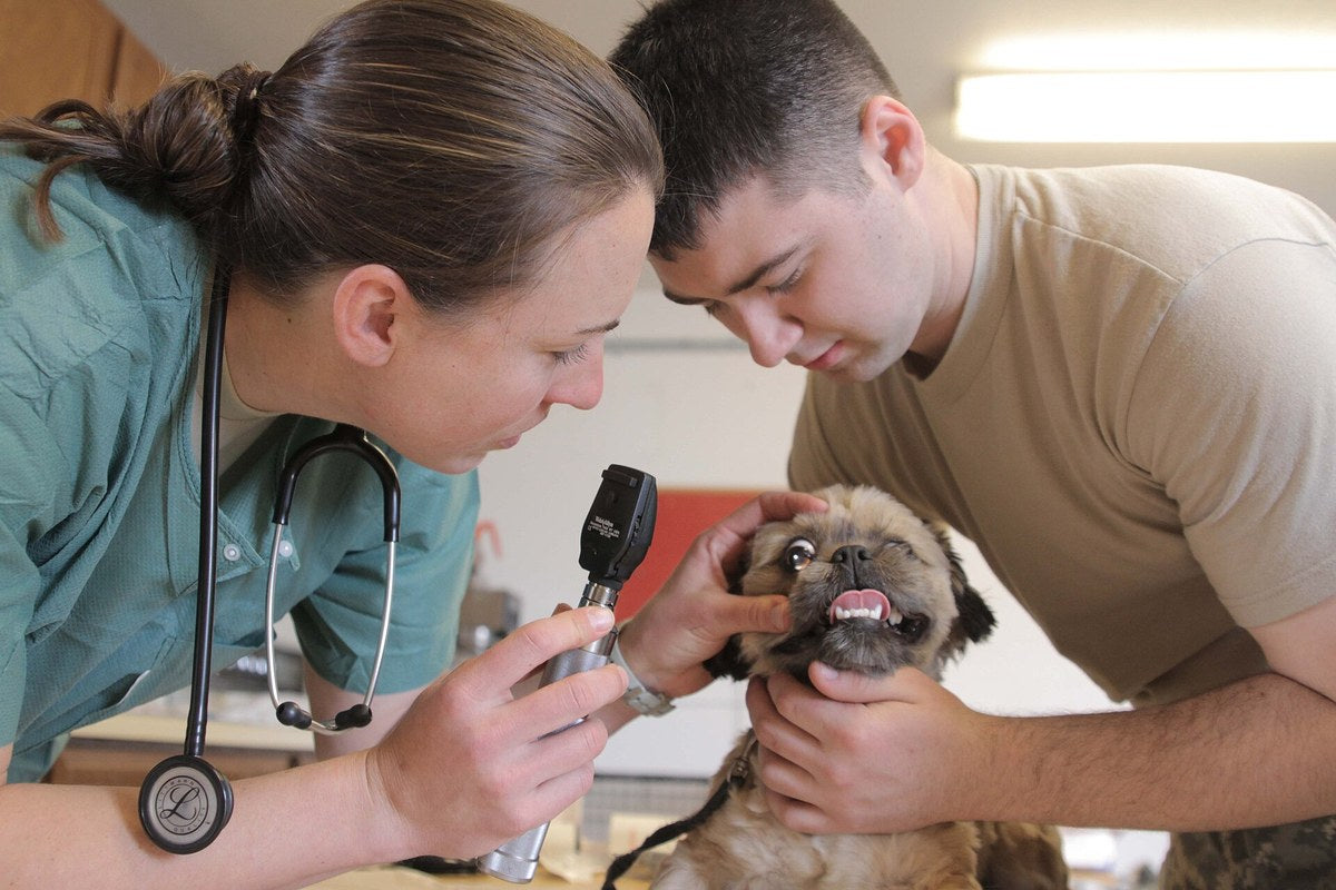 Vulva beim Hund: was Schwellung und Ausfluss bedeuten